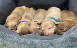 Miniature Dachshund dogs for sale: Beautiful KC Reg Miniature Dachshund Puppies - Image 26