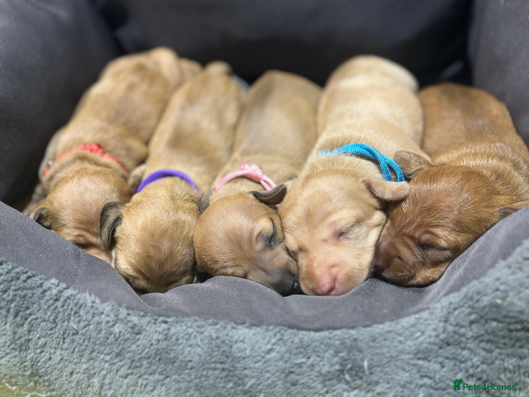 Miniature Dachshund dogs for sale: Beautiful KC Reg Miniature Dachshund Puppies - Image 26