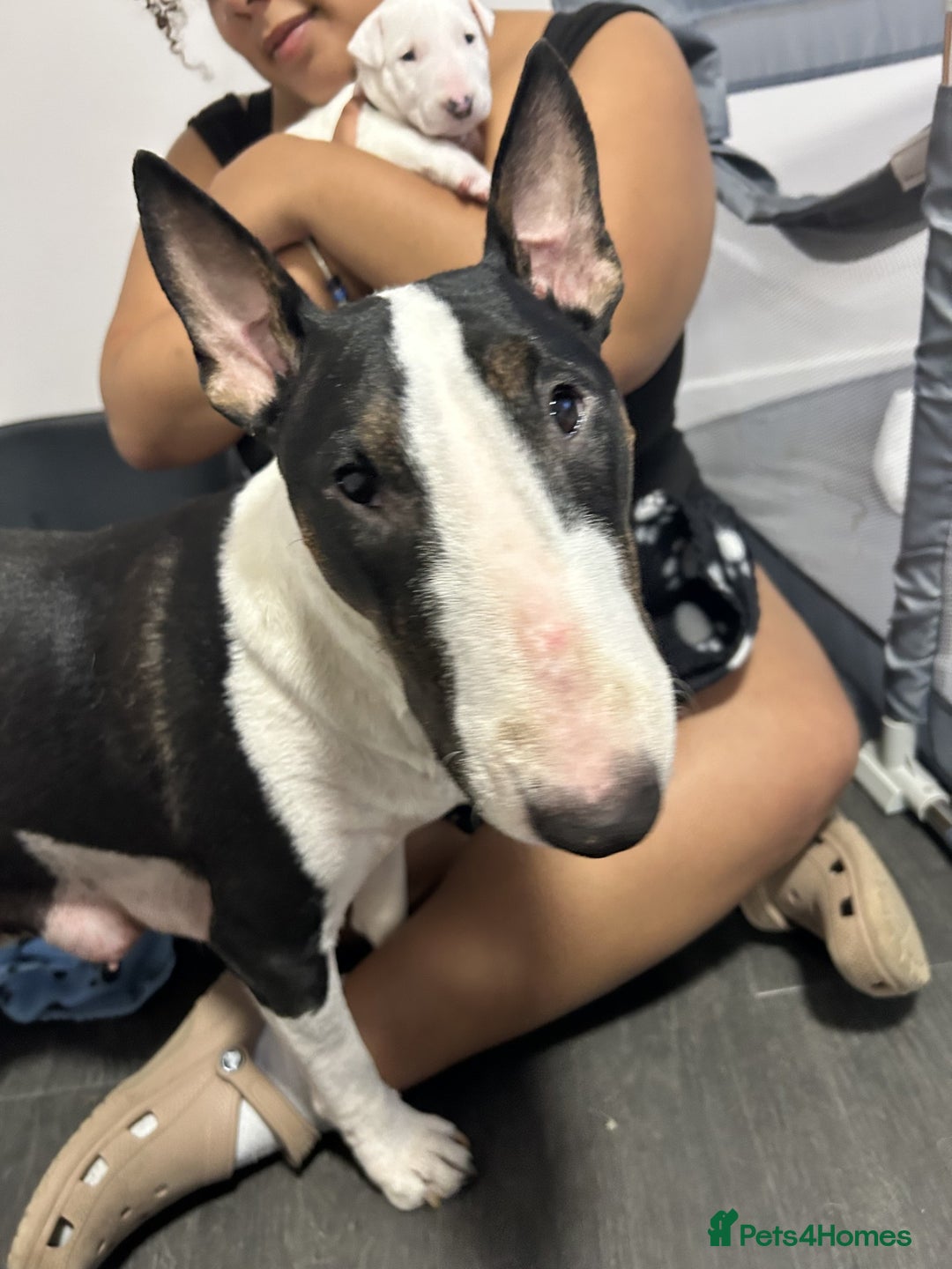 Bull Terrier dogs for sale: Bull Terrier Puppies - Image 8