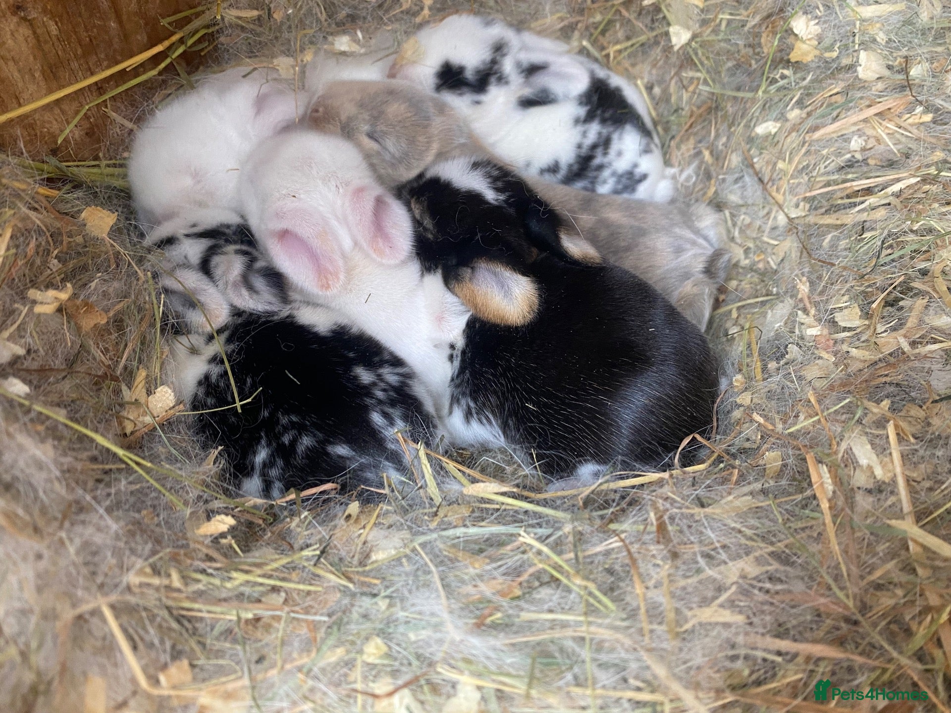 Mini Lop rabbits for sale:  Mini lops Est since 2014  - Advert 1