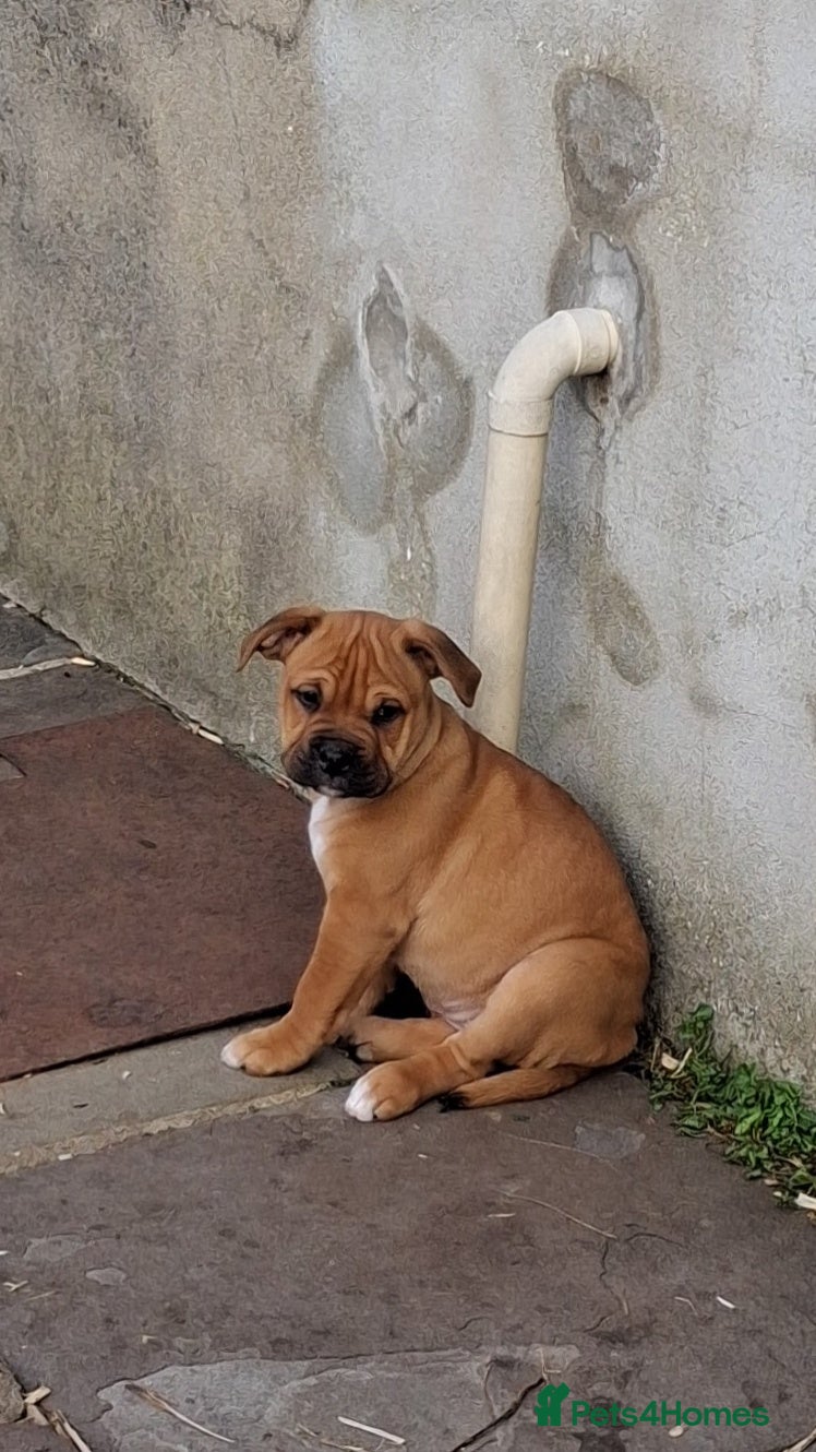 Mixed Breed dogs Beautiful chunky pups last 3 girls remaining  - Advert 8