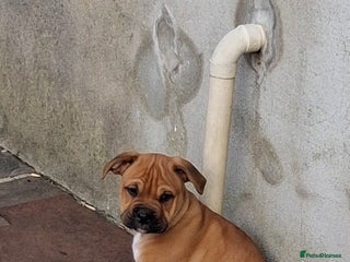 Mixed Breed dogs Beautiful chunky pups last 3 girls remaining - Advert 8