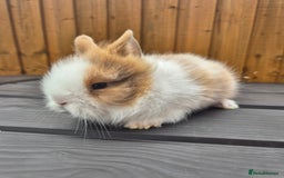 Mini Lion Lop rabbits for sale: 3 Lionlops ready to leave now  - Image 7