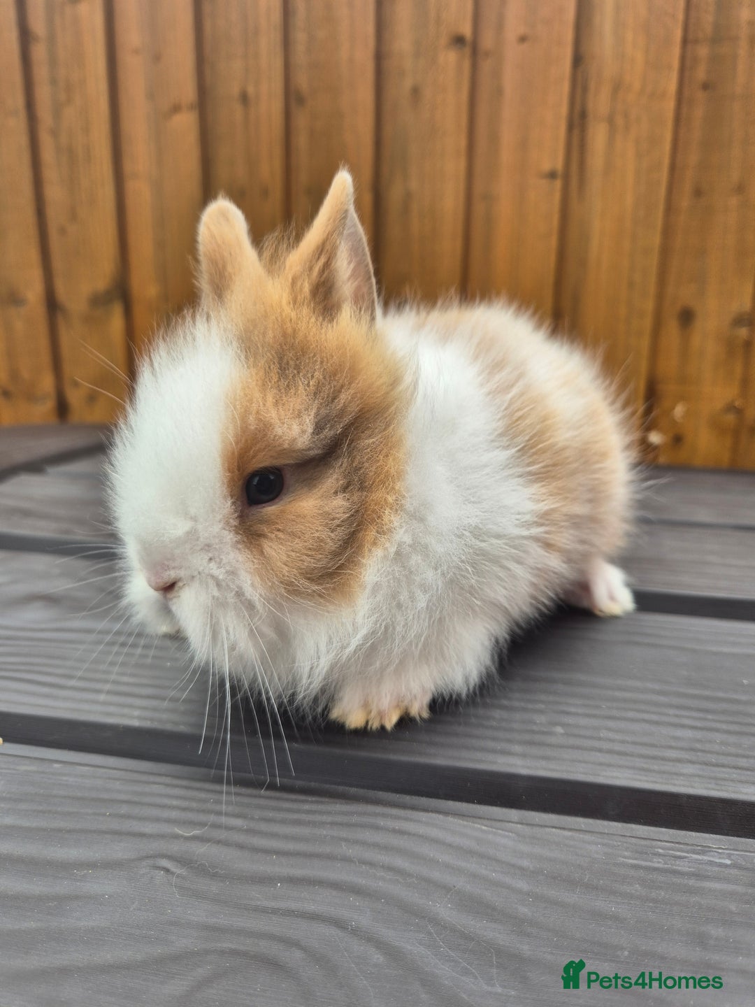 Mini Lion Lop rabbits for sale: 3 Lionlops ready to leave now  - Image 7