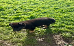 German Shepherd dogs for sale: Pedigree working line German shepherd pups - Image 6