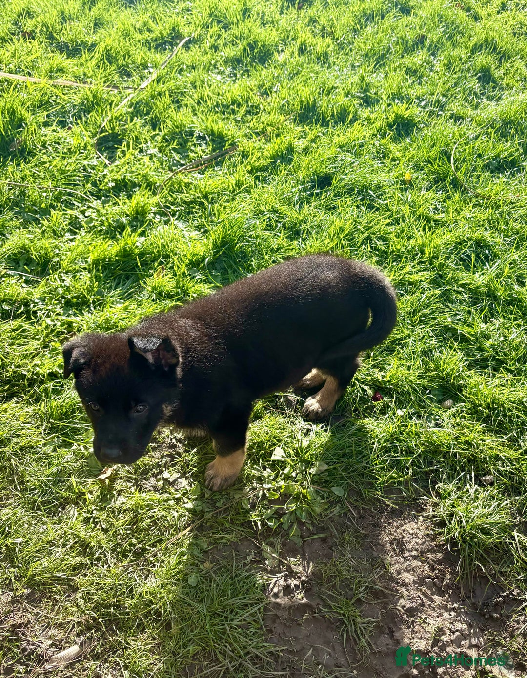 German Shepherd dogs for sale: Pedigree working line German shepherd pups - Image 6