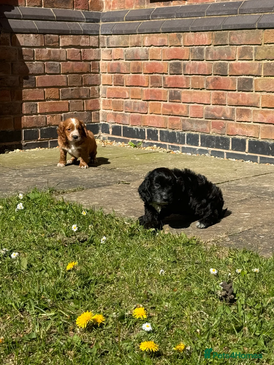 Cockapoo dogs for sale: Stunning cockapoos🐶🩷 - Advert 16