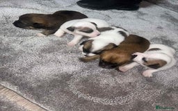 Mixed Breed dogs for sale: Chihuahua and Jack Russell mix puppies - Image 2