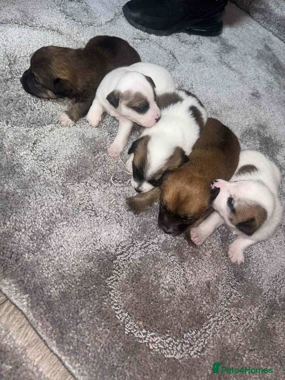 Mixed Breed dogs for sale: Chihuahua and Jack Russell mix puppies - Image 2