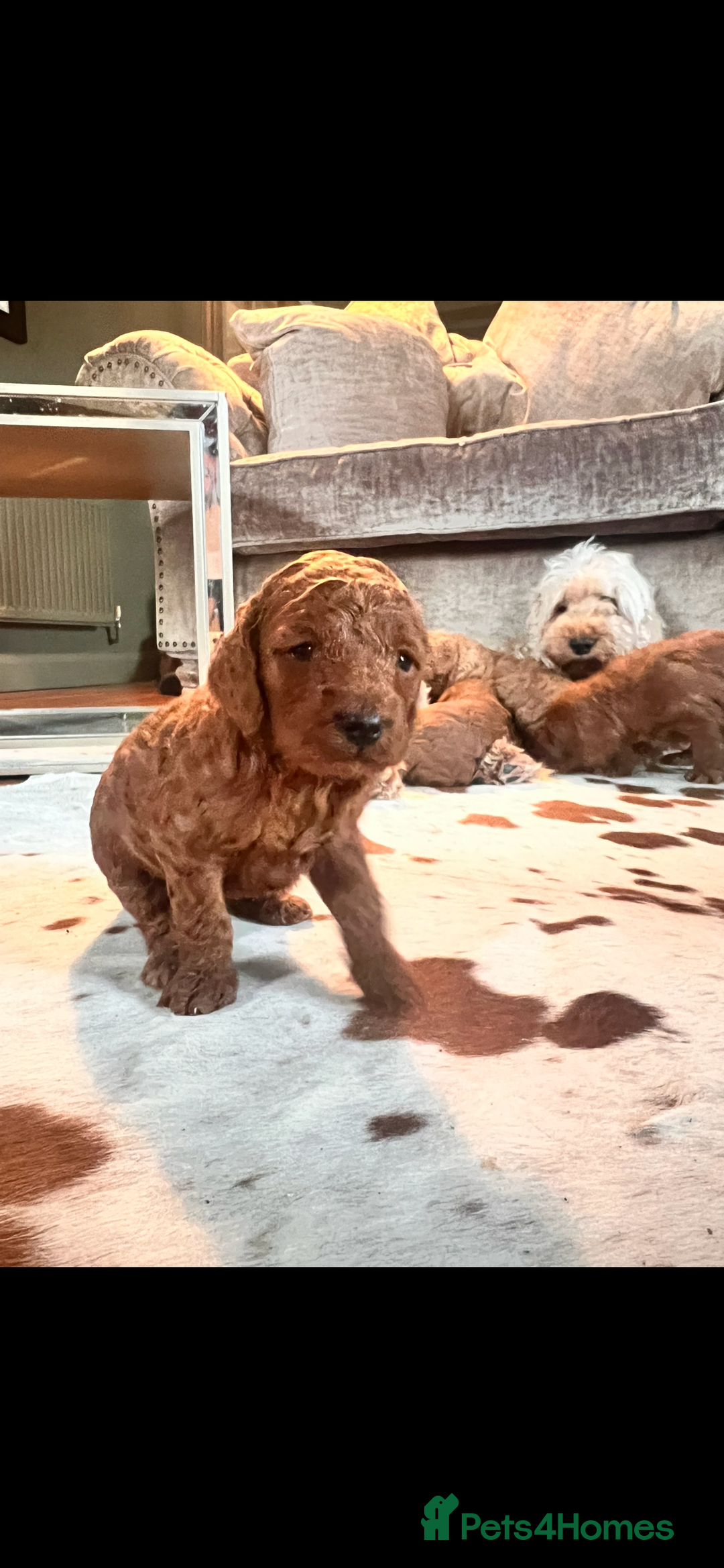 Cockapoo dogs for sale: Adorable cockapoo puppies ready 23.12.25   - Advert 9