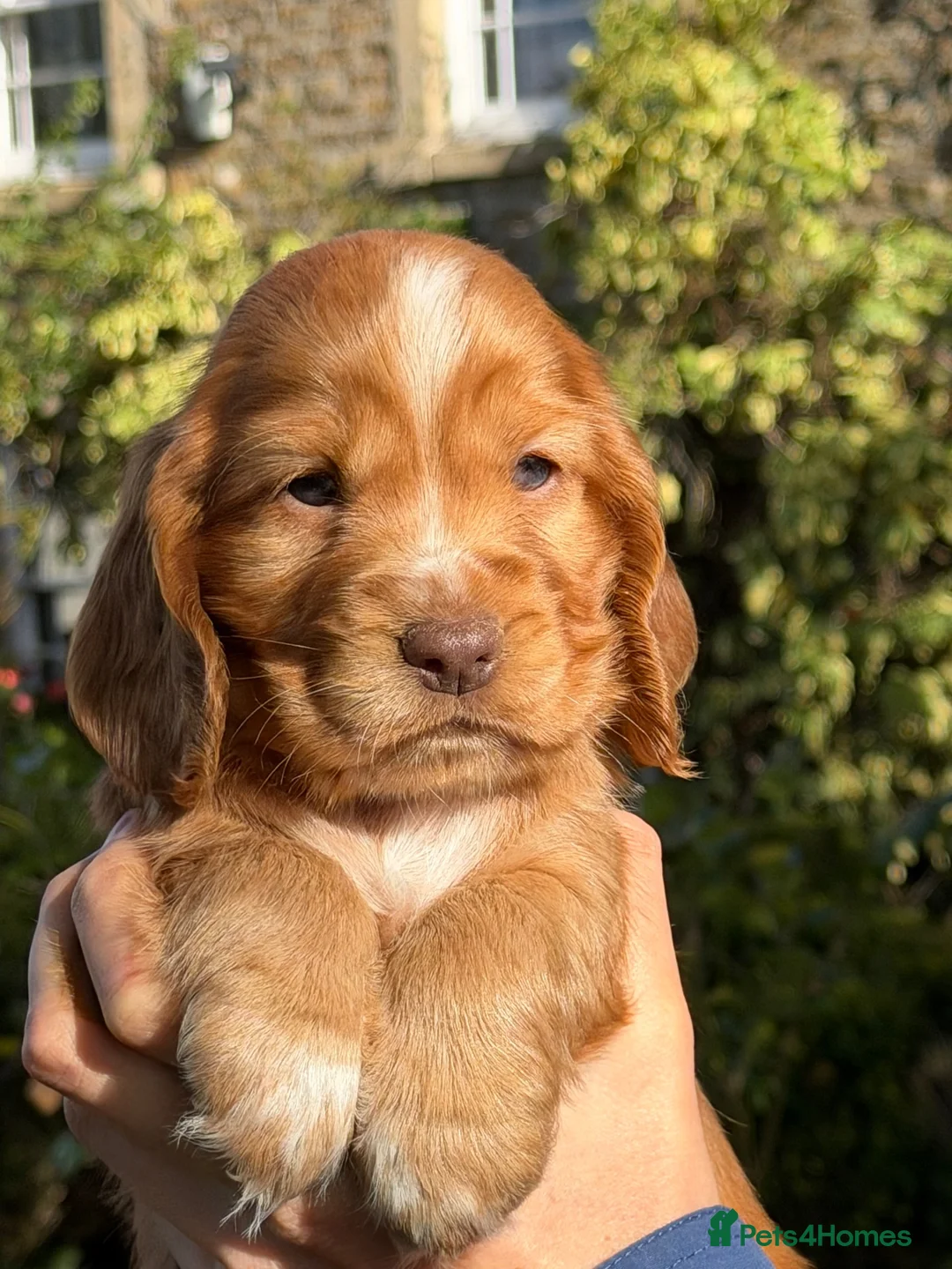 Cocker Spaniel dogs for sale: KC Reg Cocker Spaniel Pups Full DNA 5⭐️ Licensed  - Advert 21