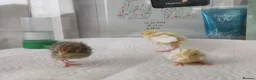 Mixed Breed birds for sale: Button Quail Chicks  - Advert 4