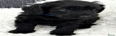 Australian Labradoodle Black Boy