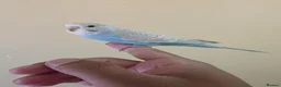 Budgerigars birds for sale: Silly hand tamed baby budgies for sale  - Advert 13