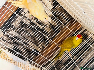 Parakeets birds Breeding pair of Kakrikis - Advert 2