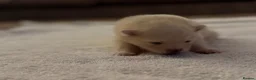 Pomeranian dogs for sale: Stunning White Female Pomeranian Puppy Available - Advert 10