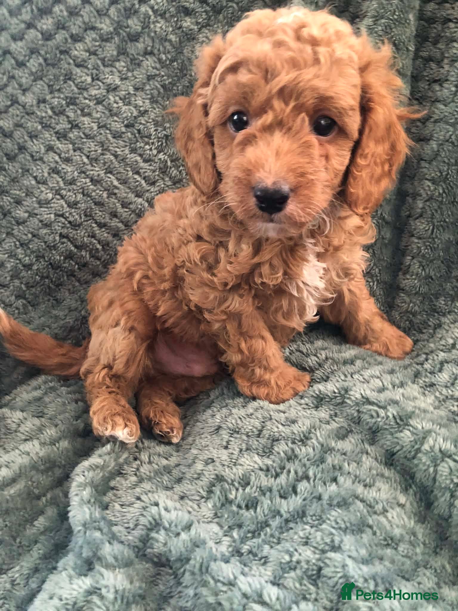 Cavapoo dogs Cavapoo puppies boys and girls  - Advert 8