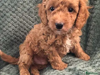 Cavapoo dogs Cavapoo puppies boys and girls - Advert 10