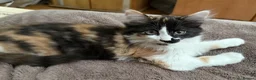 Maine Coon cats for sale: One beautiful Maine Coon kitten left in Southampton - Advert 12