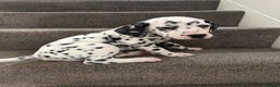 Dalmatian dogs for sale: Dalmatian 1 boy 2 girls  - Advert 7