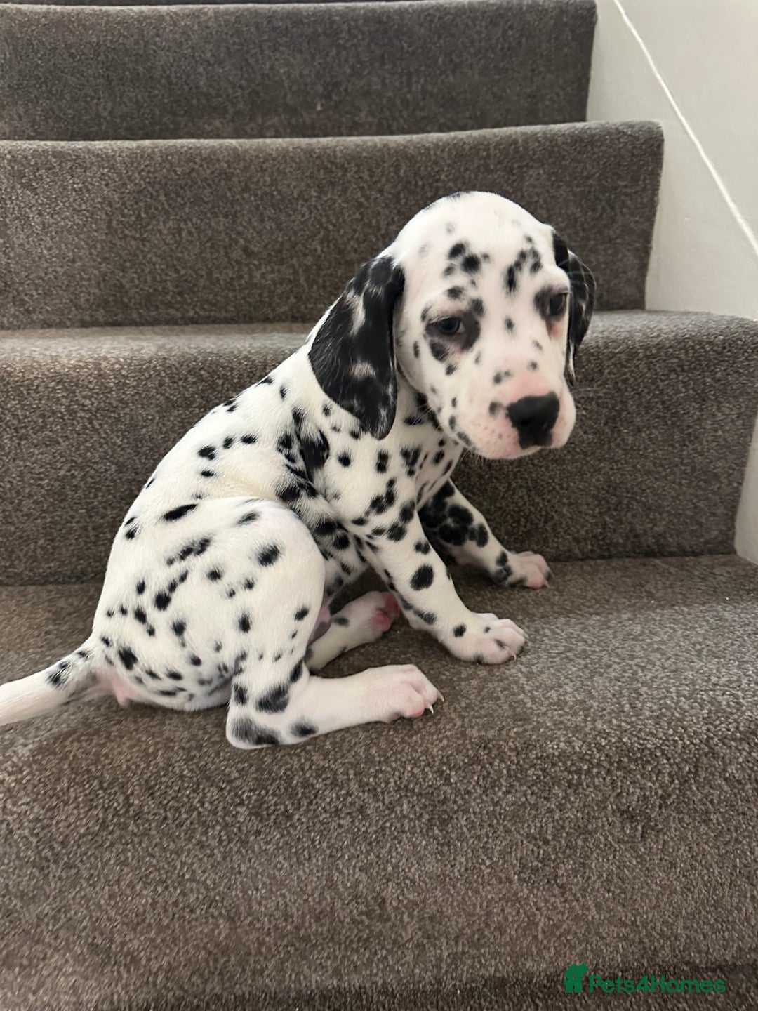 Dalmatian dogs for sale: Dalmatian 1 boy 2 girls  - Advert 7