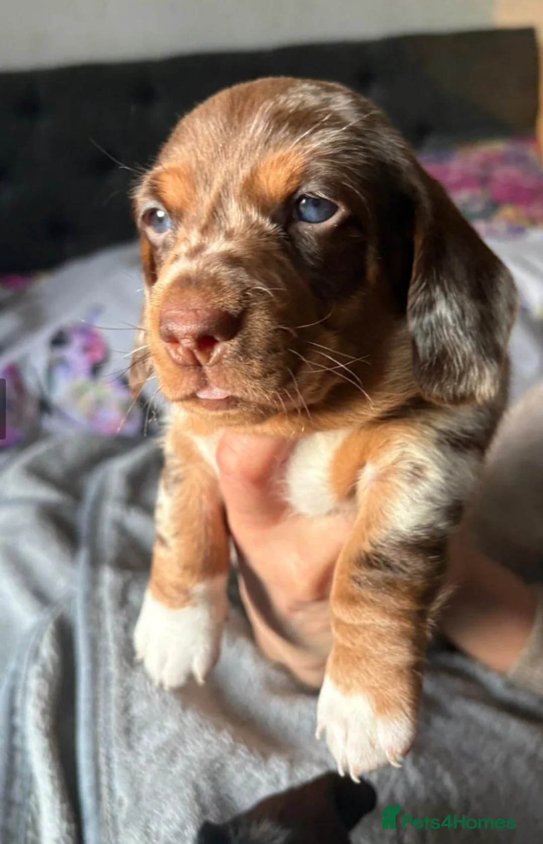 Miniature Dachshund dogs for sale: MAGNIFICENT DACHSHUND PUPPIES in Edinburgh - Advert 4