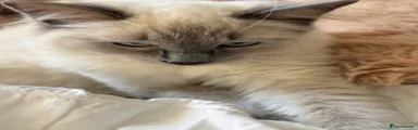 Ragdoll 1