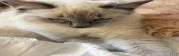 Ragdoll cats for sale: Ragdoll  - Advert 2