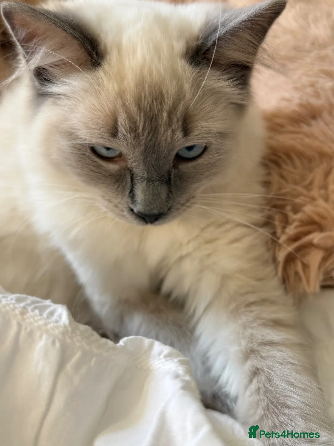 Ragdoll cats for sale: Ragdoll  - Advert 2