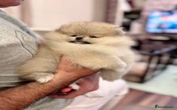 Pomeranian dogs for sale: Adorable Purebred Pomeranian Puppies – Male - Image 6