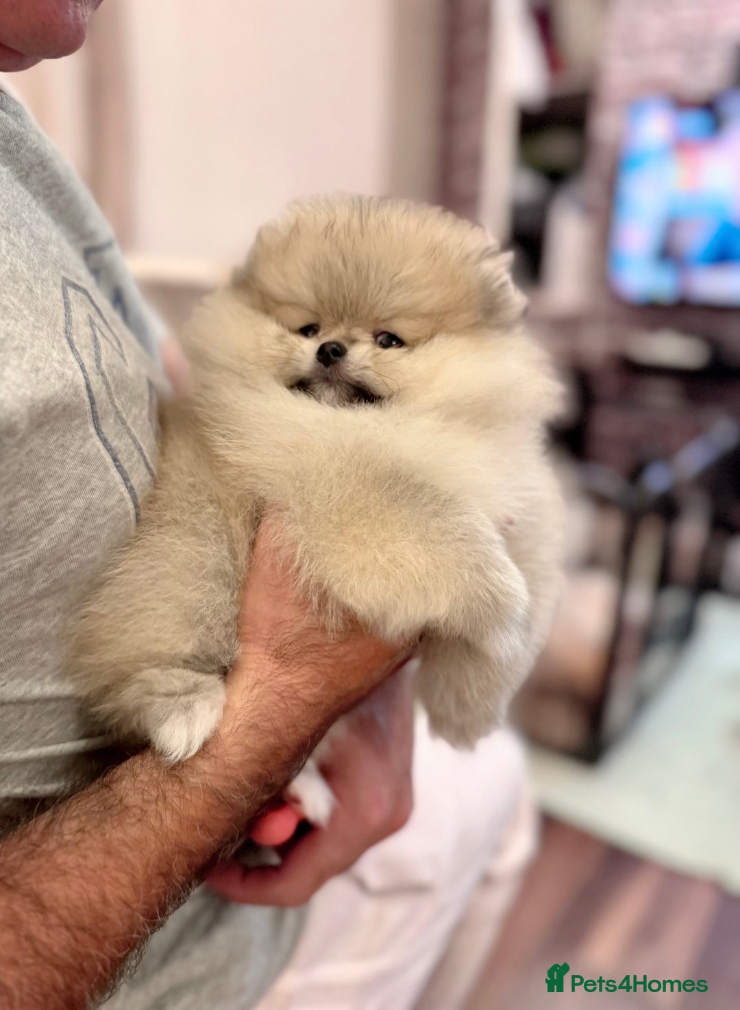 Pomeranian dogs for sale: Adorable Purebred Pomeranian Puppies – Male - Image 6