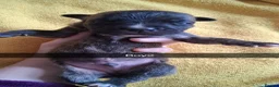 Mixed Breed dogs for sale: Cane corsa cross in Bradford - Advert 14