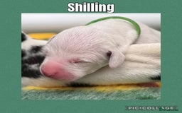 Dalmatian dogs for sale: Tamilanda Dalmatian's  - Image 14