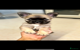 French Bulldog dogs for sale: Full Fluffy KC French bulldog Pupps 2 boys 1 girl  - Image 11