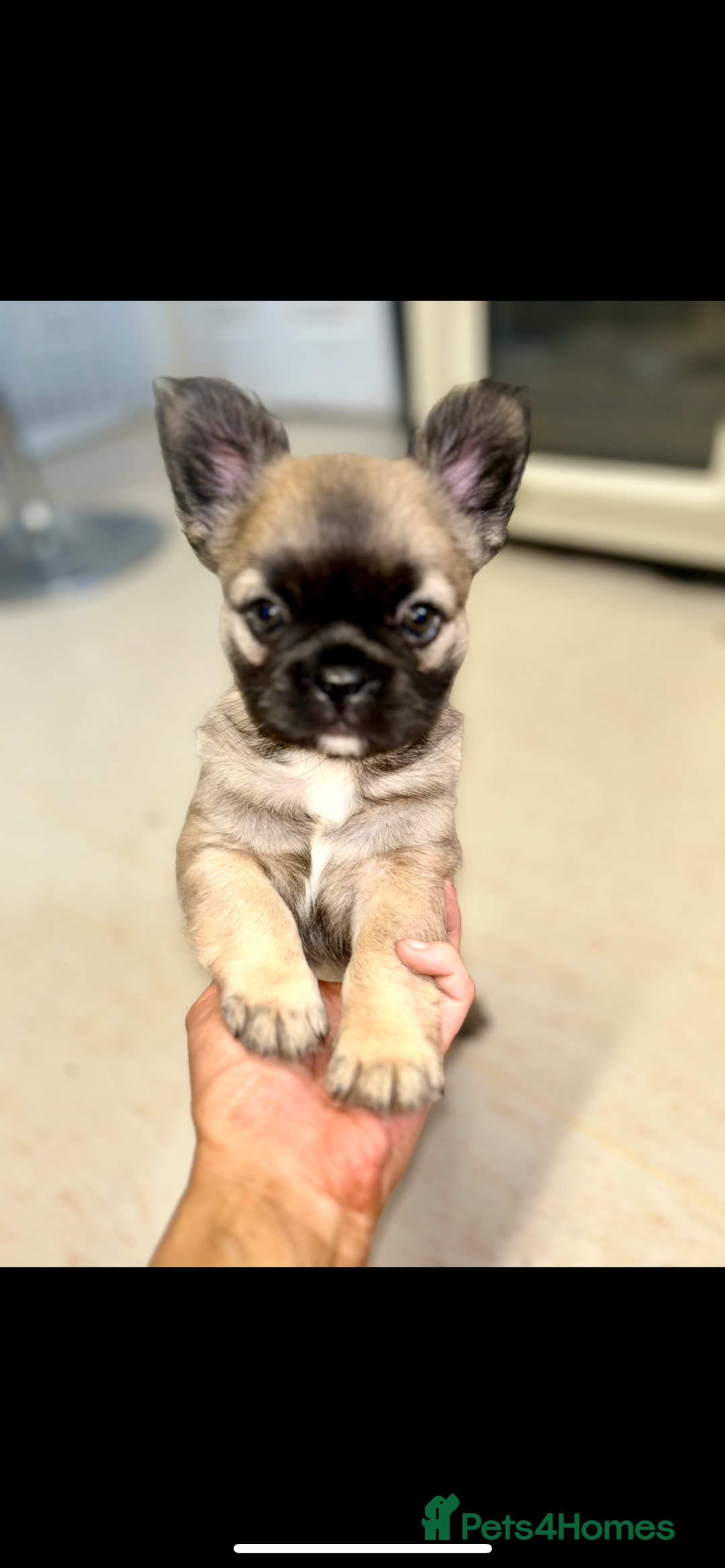 French Bulldog dogs for sale: Full Fluffy KC French bulldog Pupps 2 boys 1 girl  - Image 11