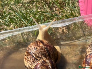 Snails invertebrates - Advert 1