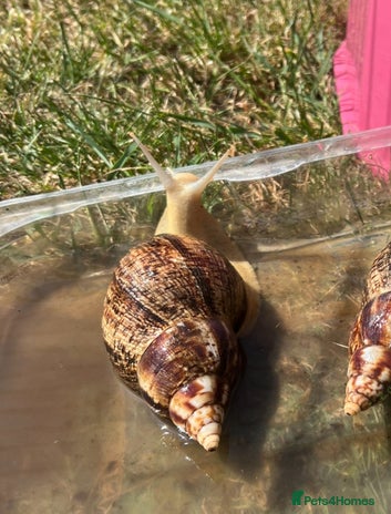 Snails invertebrates - Advert 1