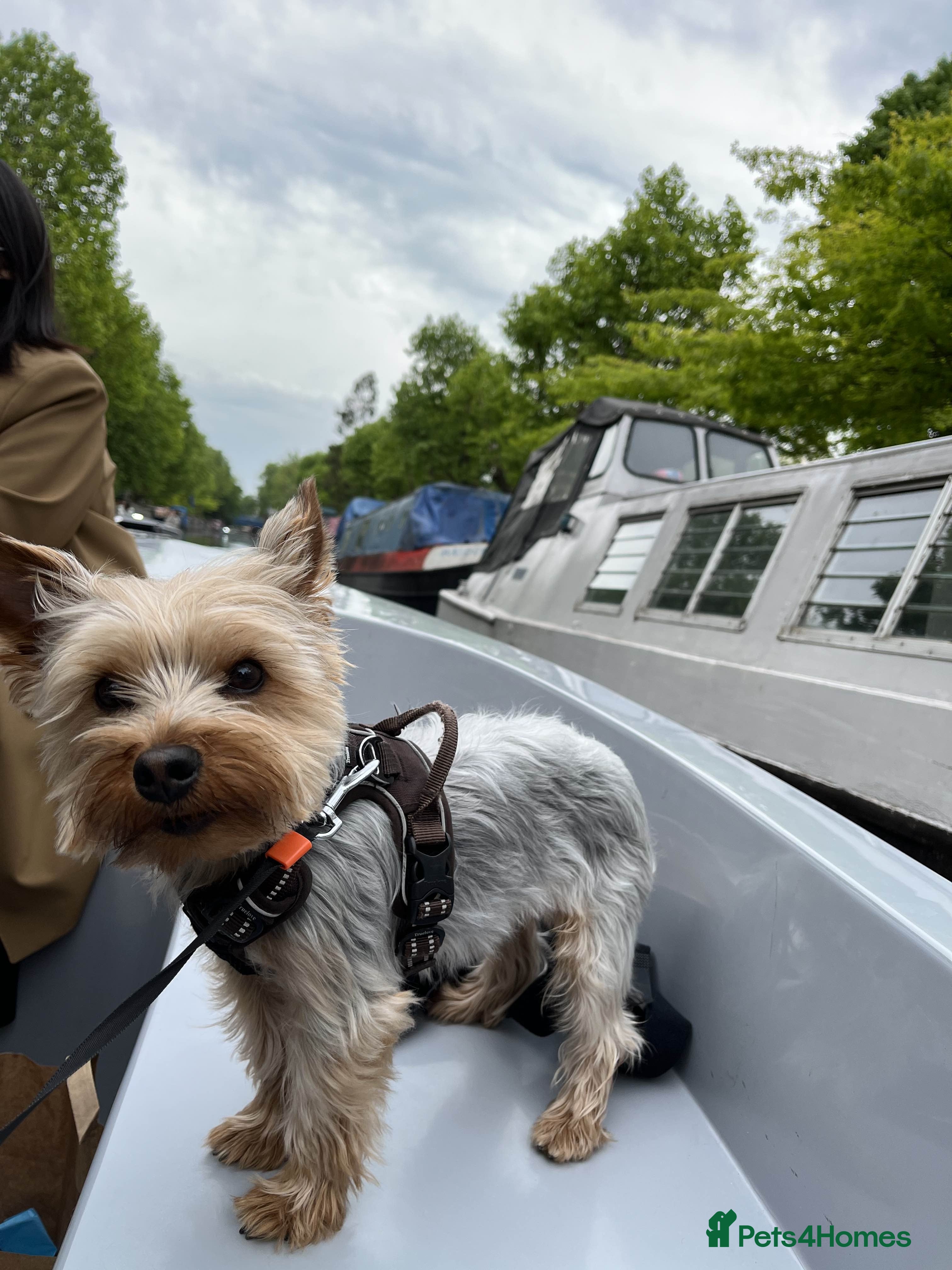 Yorkshire Terrier dogs Stud Dog Available: Handsome Yorkshire Terrier in London - Advert 17