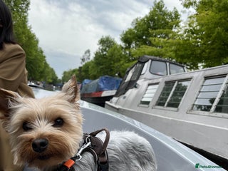 Yorkshire Terrier dogs in London - Advert 11