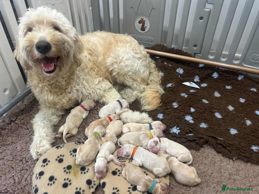 Double Doodle dogs for sale: Double doodle litter born 24/07/25 - Image 27
