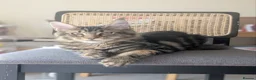 Maine Coon cats for sale: Maine coons 4 girls 3 boys  in Oswestry - Advert 10