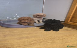Toy Poodle dogs for sale: KC TINY TOY POODLE BOY ~ FIRTOY BLACK IS BACK - Image 6