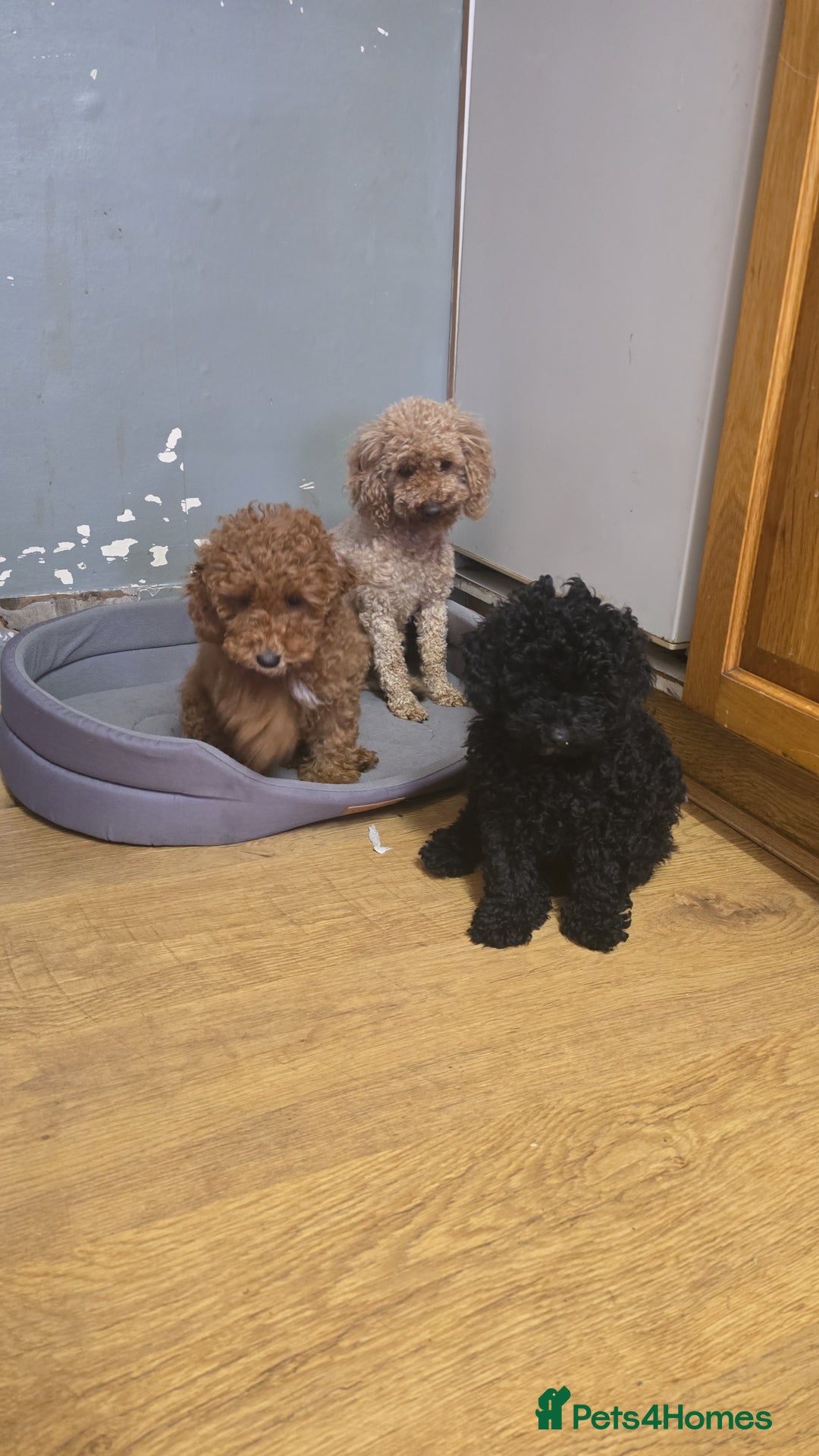 Toy Poodle dogs for sale: KC TINY TOY POODLE BOY ~ FIRTOY BLACK IS BACK - Image 6