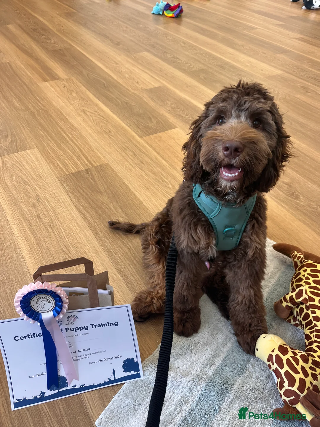Australian Labradoodle dogs for stud: Australian Labradoodle Chocolate & White Tuxedo - Advert 15