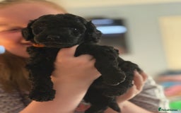 Miniature Poodle dogs for sale: KC Registered Mini Poodles ❤️ - Image 4