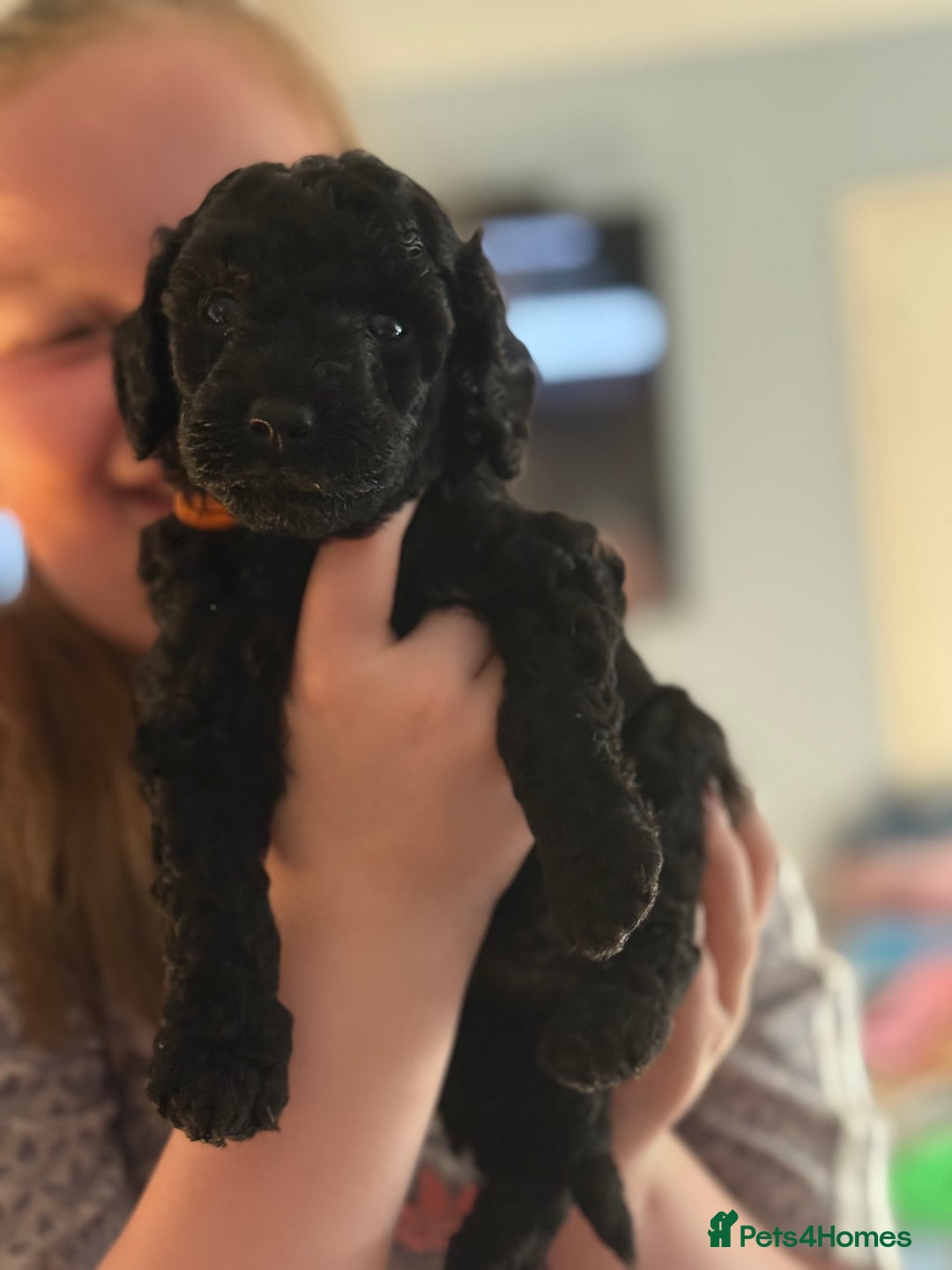Miniature Poodle dogs for sale: KC Registered Mini Poodles ❤️ - Image 4