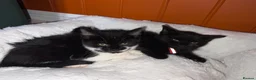 British Shorthair cats for sale: Rescue Kittens Looking for Forever Families  - Advert 12