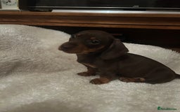 Miniature Dachshund dogs for sale: Miniature dachshund puppies  - Image 3