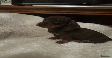 Miniature Dachshund dogs - Advert 3