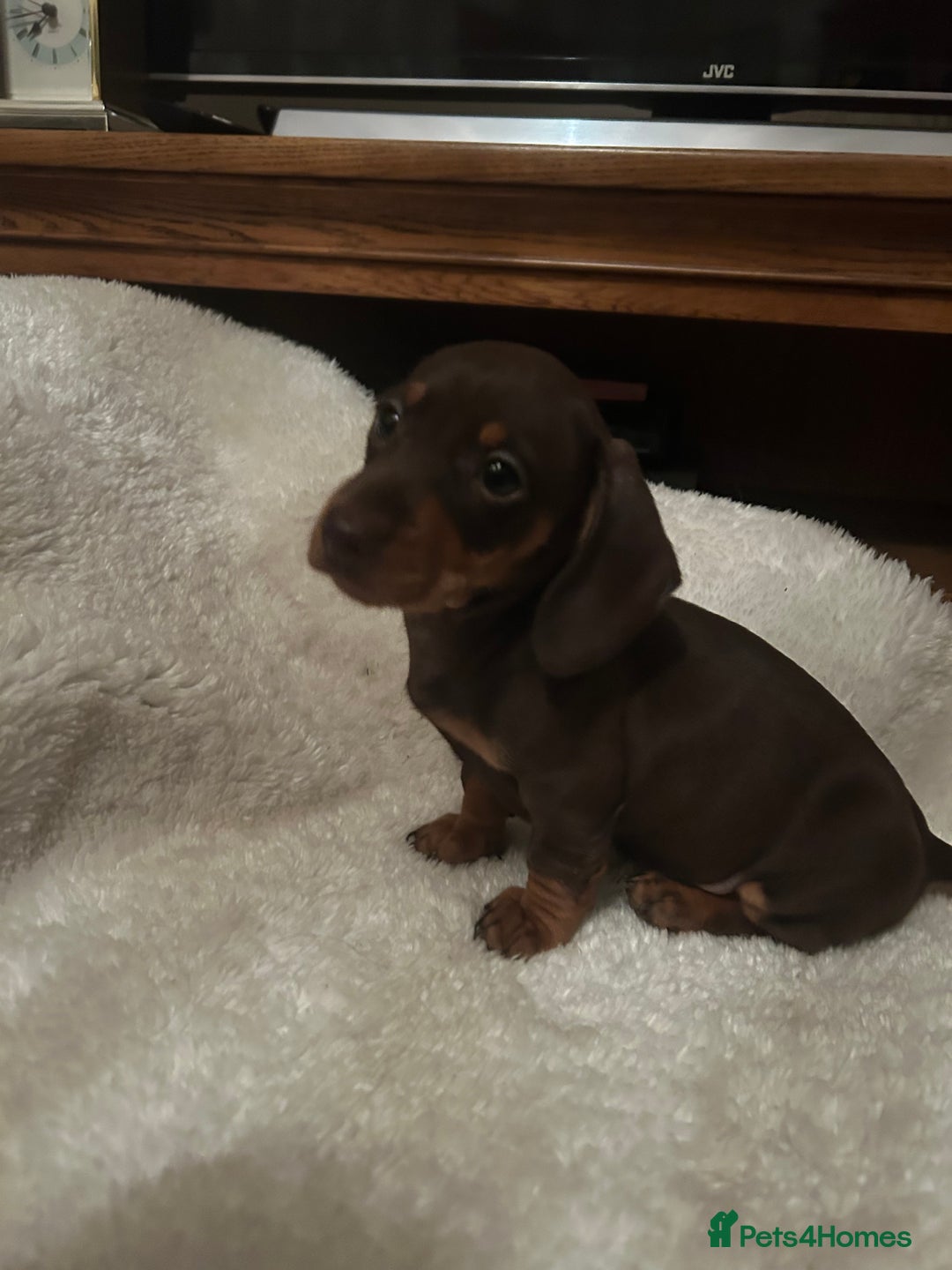Miniature Dachshund dogs for sale: Miniature dachshund puppies  - Image 3